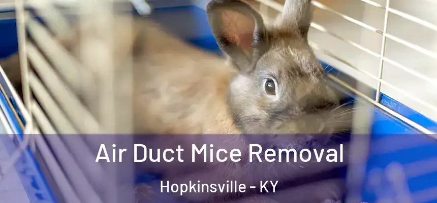  Air Duct Mice Removal Hopkinsville - KY