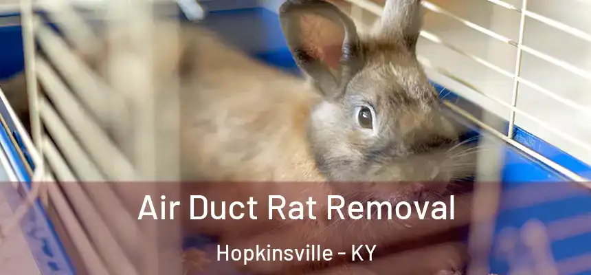 Air Duct Rat Removal Hopkinsville - KY