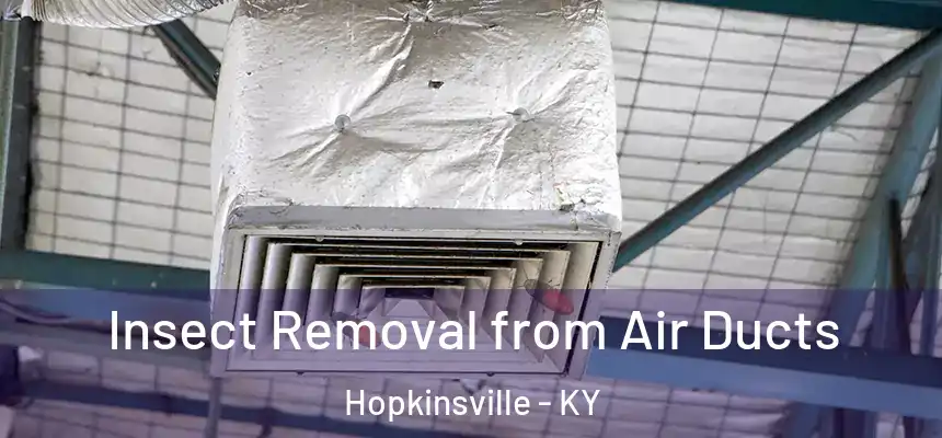 Insect Removal from Air Ducts Hopkinsville - KY